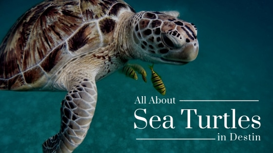 All About Sea Turtles in Destin