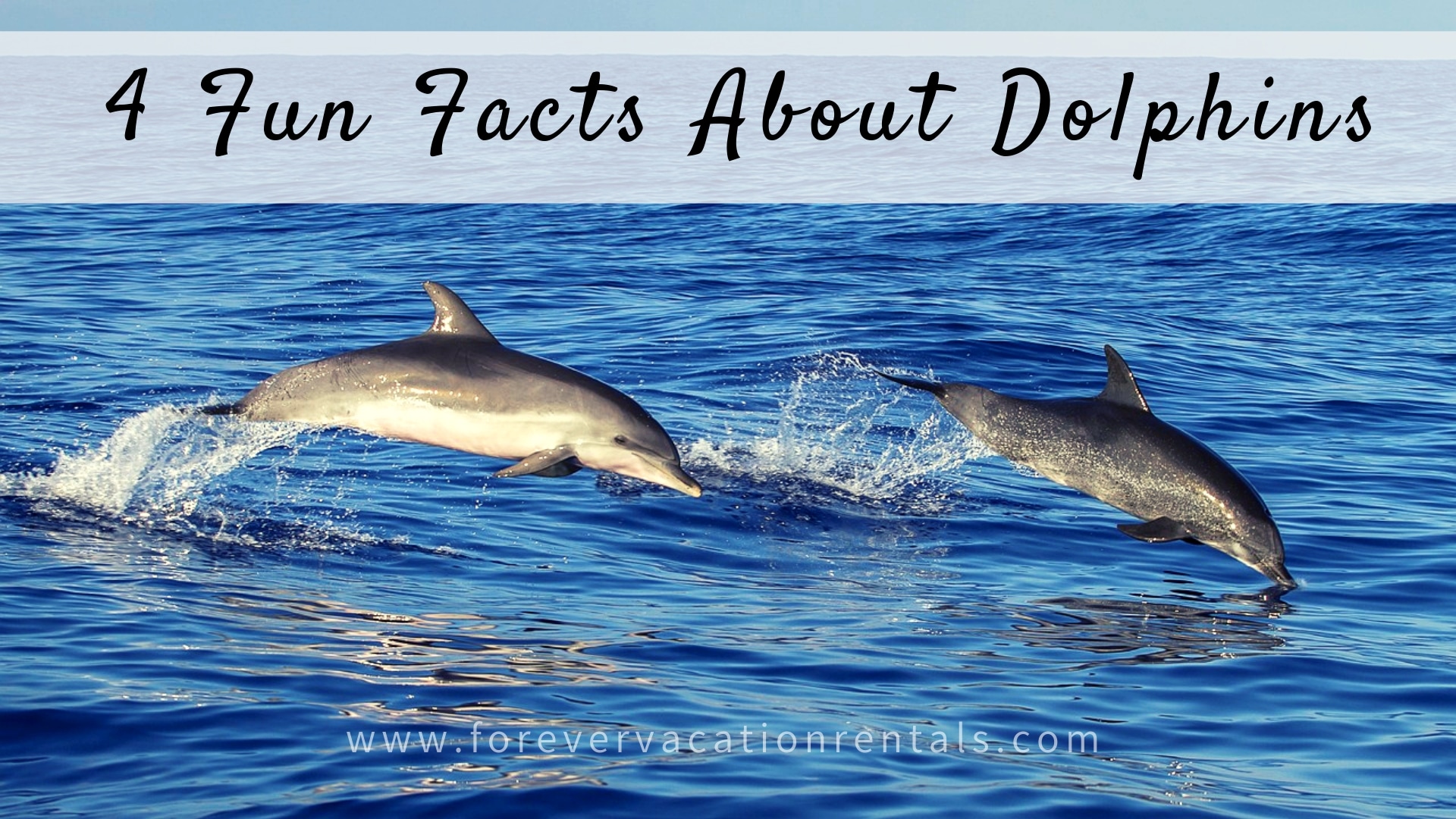 4 Fun Facts About Dolphins Before Your Dolphin Cruise