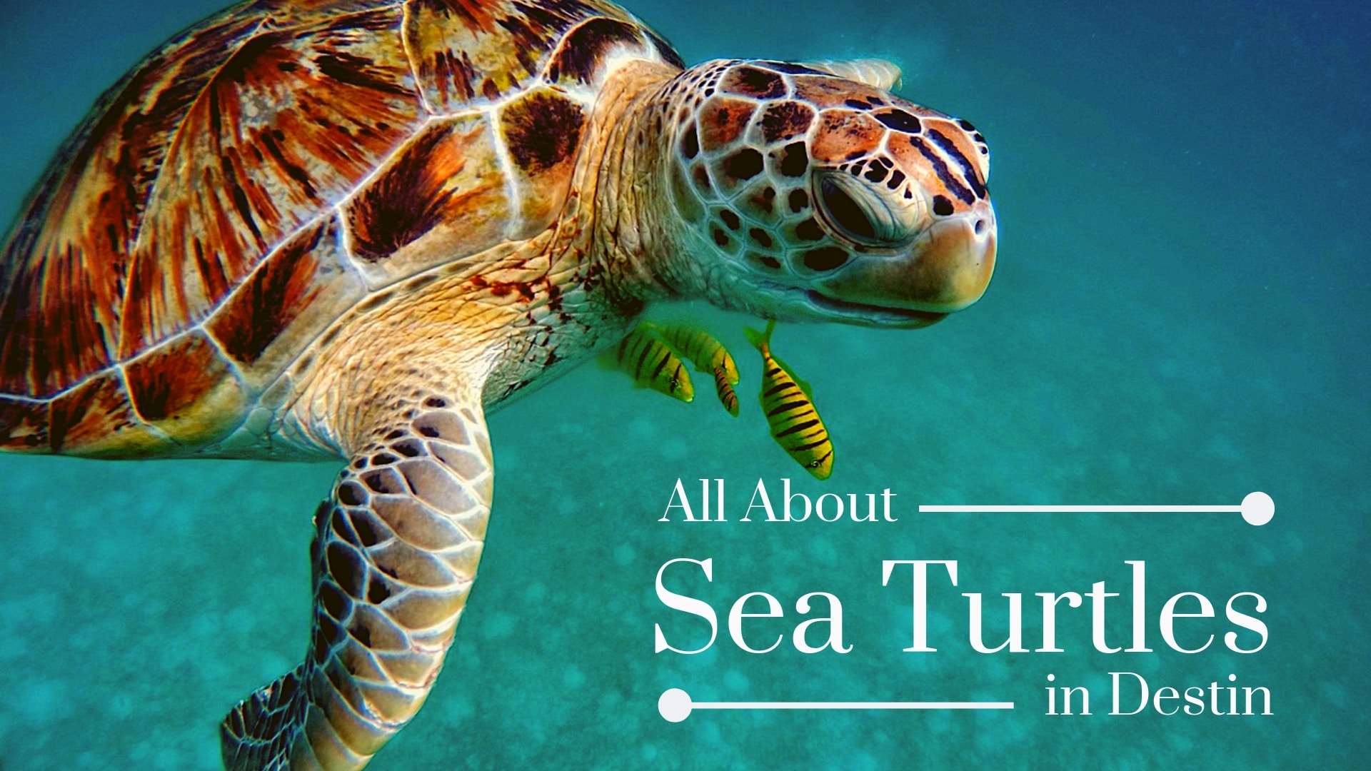 All About Sea Turtles in Destin - Forever Vacation Rentals